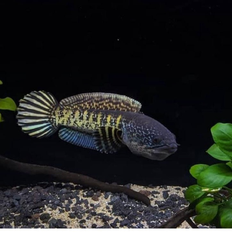CHANNA AURANTI MACULATA BABY 3-5 cm {Bergaransi}