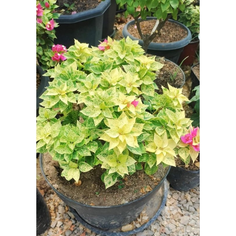 Bougenville Singapore Original