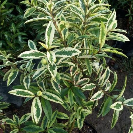BIBIT TANAMAN HIAS JAMBU BIJI MINI // JAMBU KERIKIL VARIGATA BERBUNGA COCOK UNTUK BONSAI