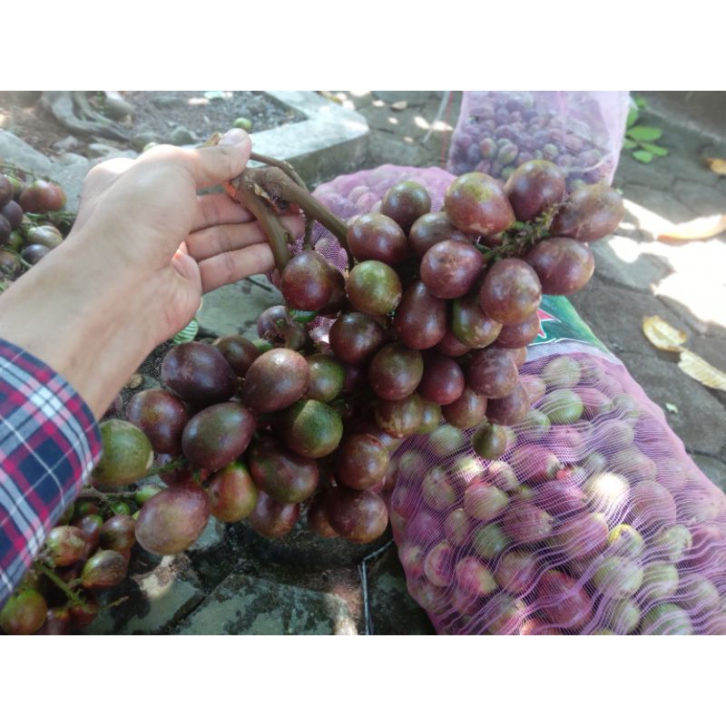 

matoa super paket 3kg manis fresh