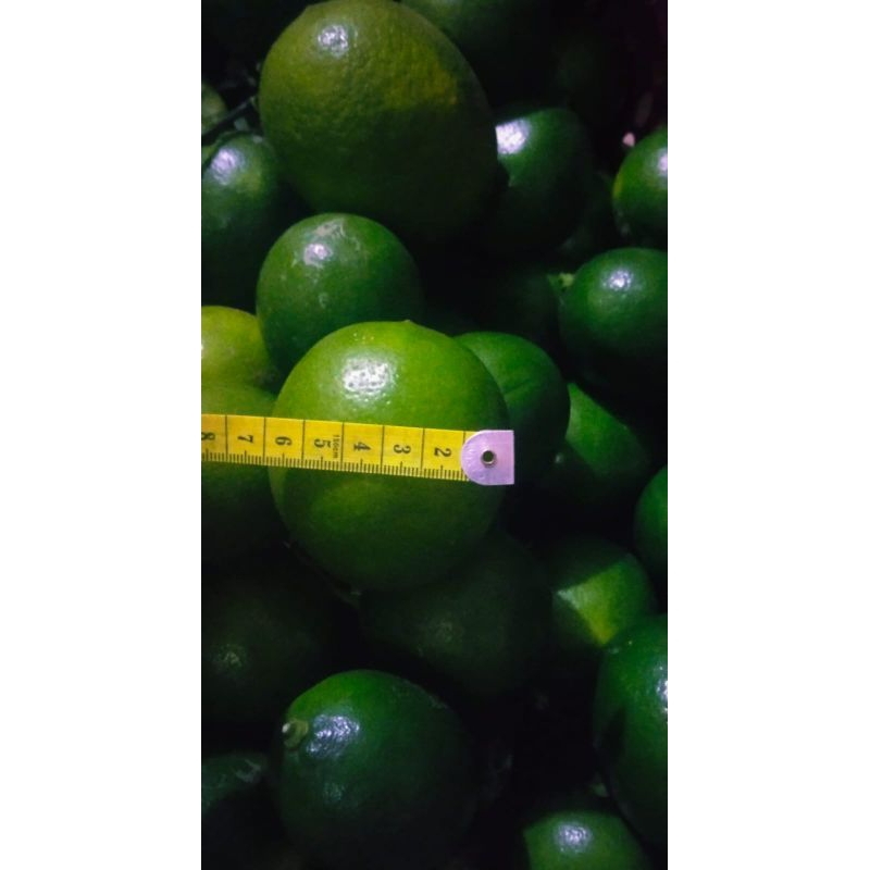 

buah lemon california fresh 500 g & 1 kg - lemon diet - lemon petik kebun