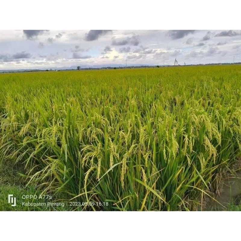 Benih padi Cibatu 06 original 5kg