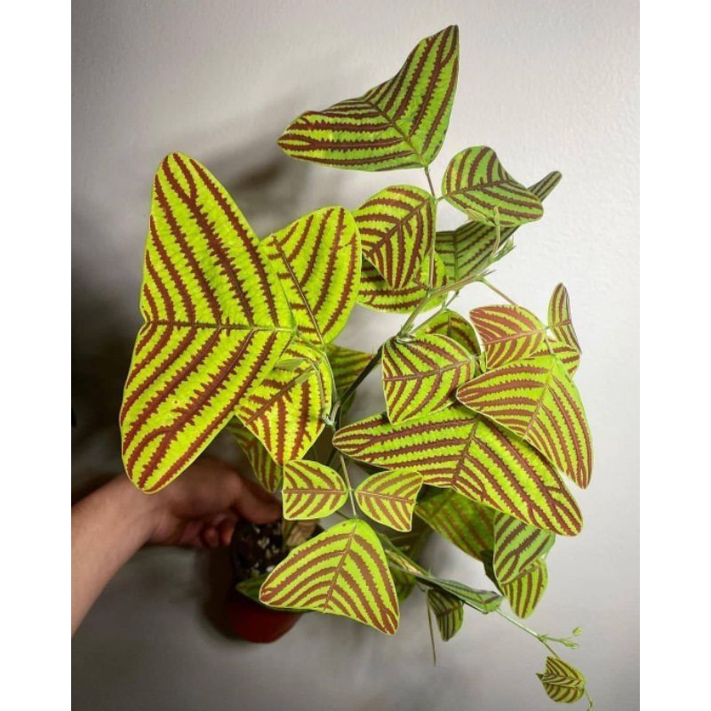 Tanaman Hias oxalis Kupu - kupu batik / bunga kupu-kupu batik warna hijau