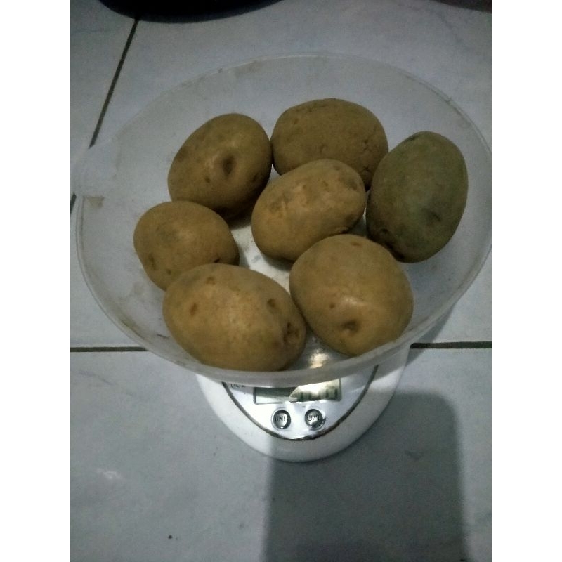 

kentang dieng kecil ukuran 500g