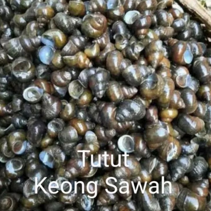 

Tutut Keong Sawah Hidup 1kg