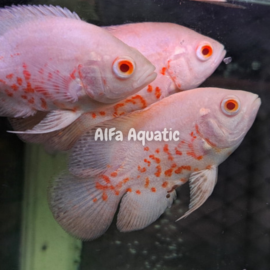 Oscar Albino batik good marking size 7-10cm isi 2 ekor