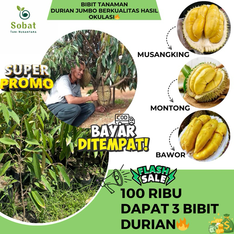 Paket 3 Bibit Durian
