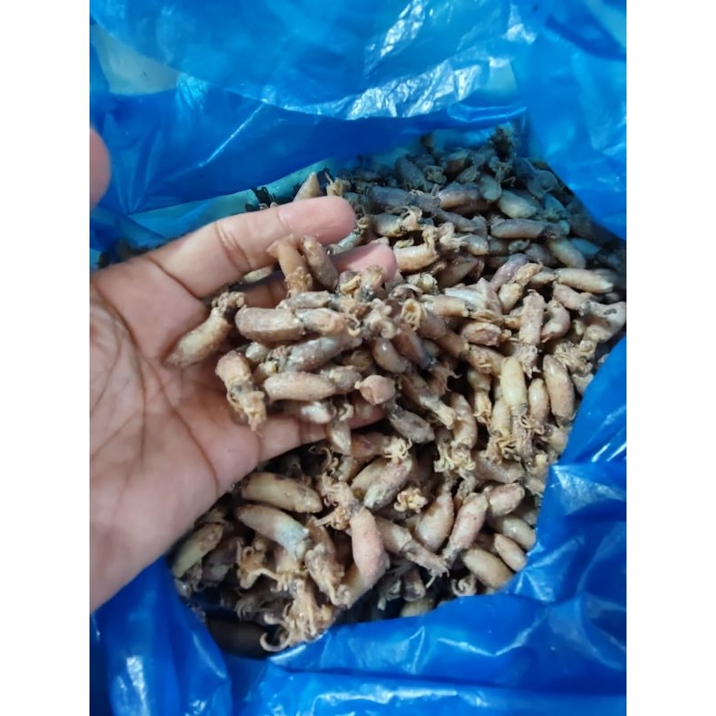 

Cumi balita 2-3 cm @500gr fresh asli