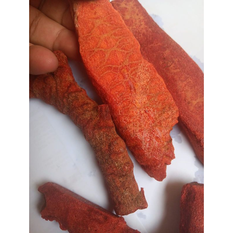 Koleksi Lawas Rough Batu Marjan Red Koral Topp