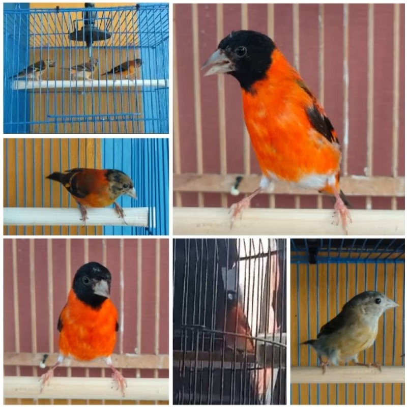 RED SISKIN CLASSIC KLASIK Jantan Betina Gacoran Prospek