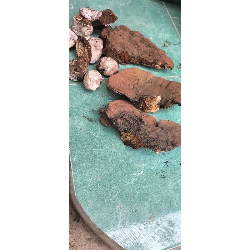 

jamur hutan alami herbal asli 250 gram