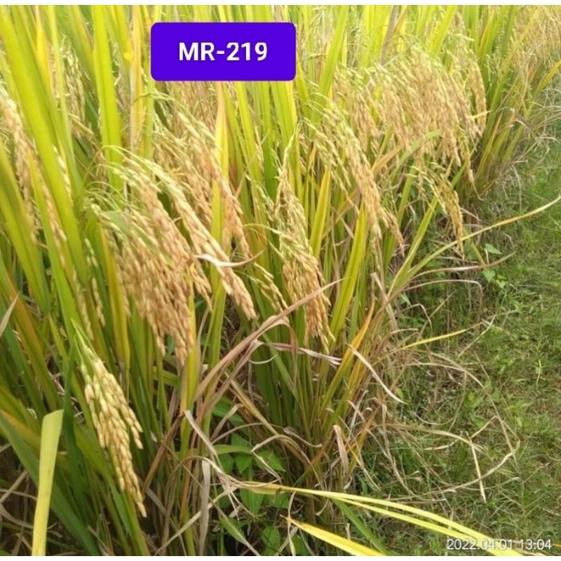 BENIH PADI BIBIT PADI MR-219