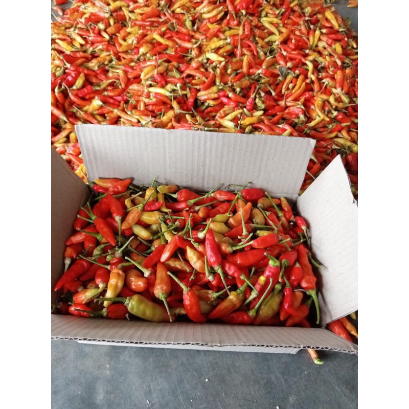 

Cabe / cabai rawit merah 1kg