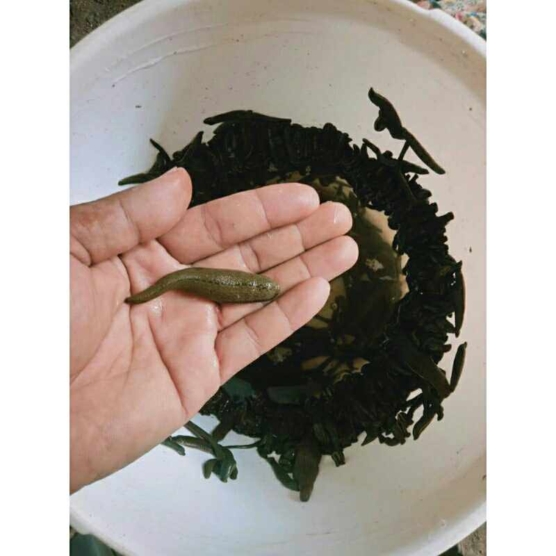 lintah terapi steril ukuran besar dan kebersihan terjaga min order 20 ekor