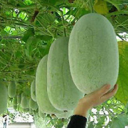 

Penjualan Terpercaya Buah Kundur Winter Melon Beligo Baligo Bligo Blonceng Benincasa Hispida