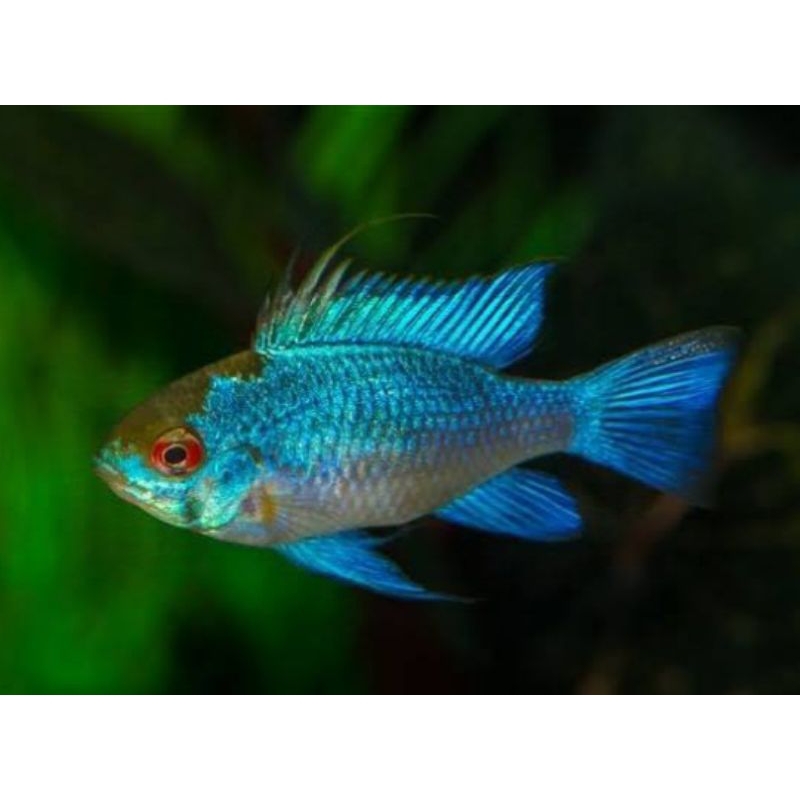 Ramirezi blue electric ikan hias aquascape