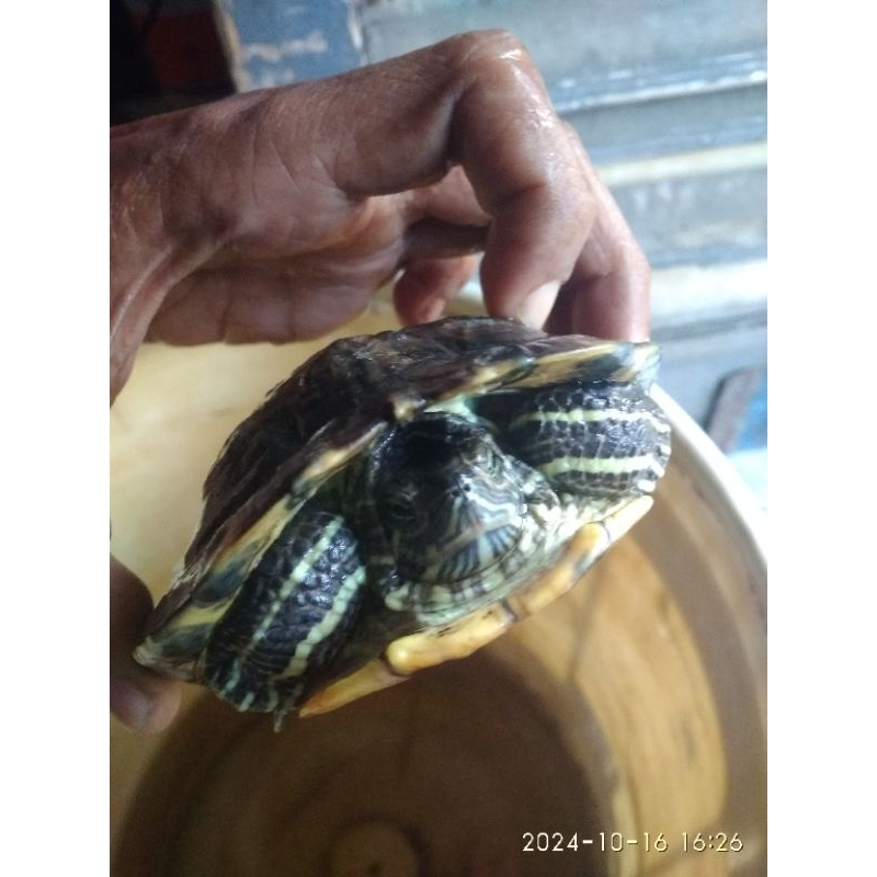 kura-kura brazil jantan