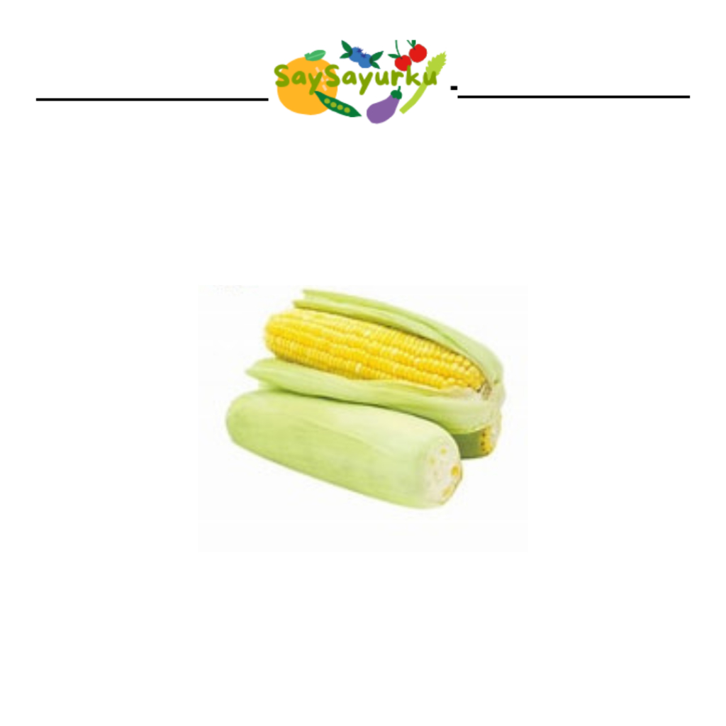 

JAGUNG MANIS 1PACK isi 2
