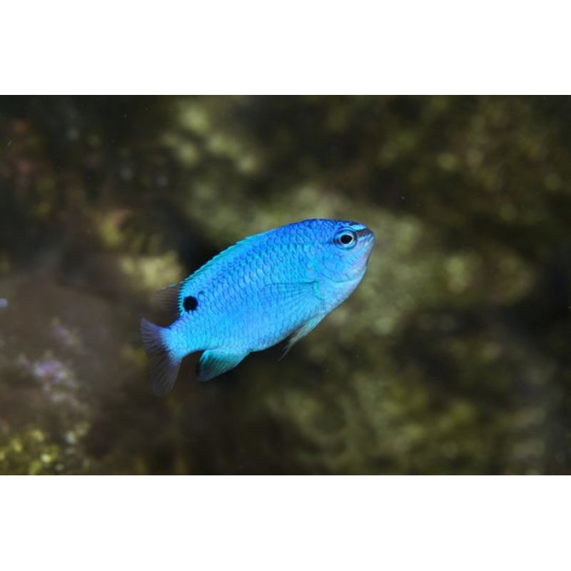 Ikan Hias Air Laut Bluedevil