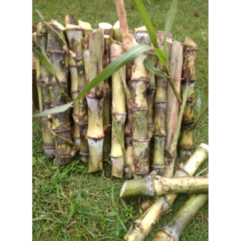 bibit stek tebu telur/tebu turubuk asli