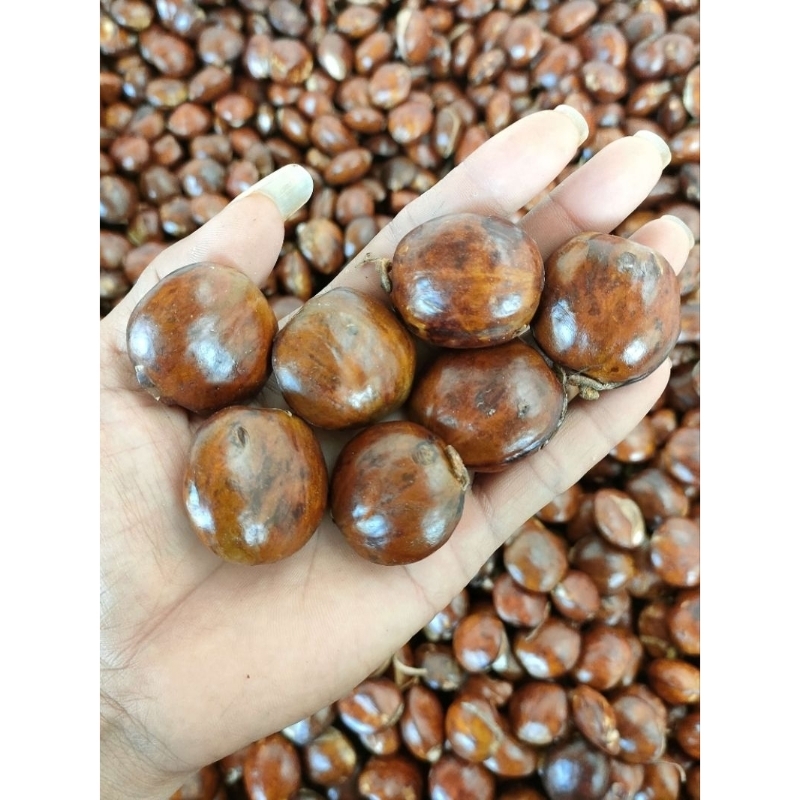 

jengkol mentah tua super murah