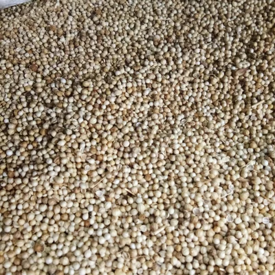 

Ketumbar Bulat 500 gram