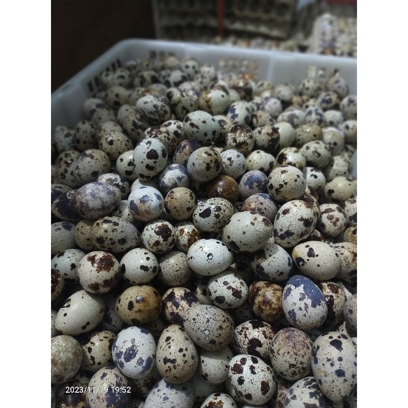 

Telur Puyuh dijual Per Loyang/etre
