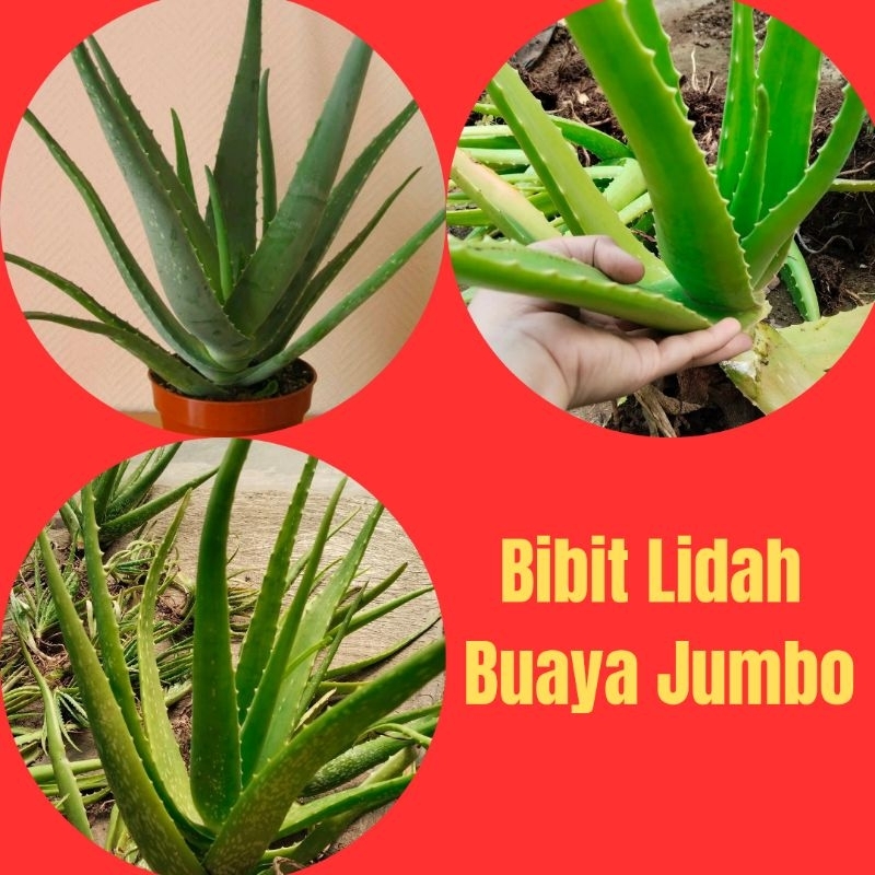 Pohon lidah buaya besar, Pohon lidah buaya jumbo, Tanaman lidah buaya besar