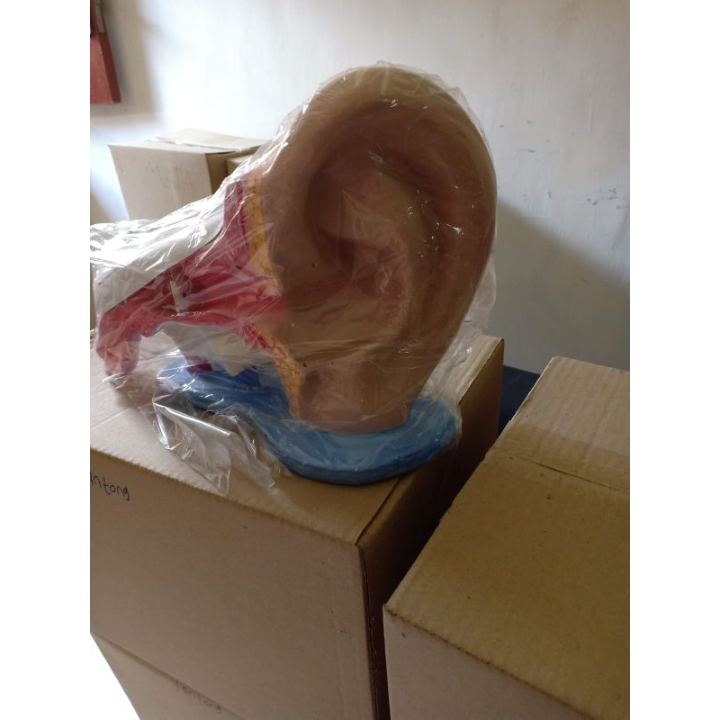 

model torso telinga manusia