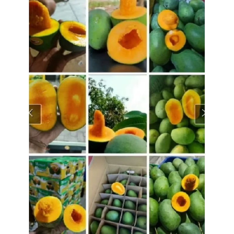 

INSTAN MANGGA ALPUKAT MANIS FRESH