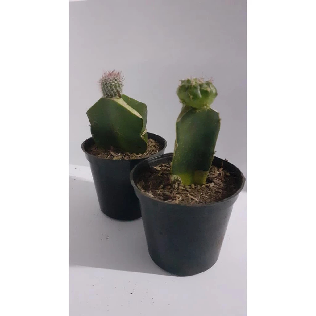 5pcs Tanaman Kaktus Dekorasi Rumah Benih Kaktus Hiasan Taman