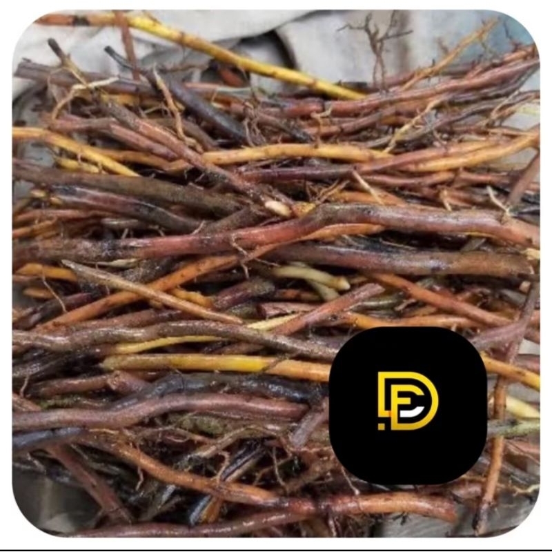 

Akar aren segar akar pohon aren 500 gram-az