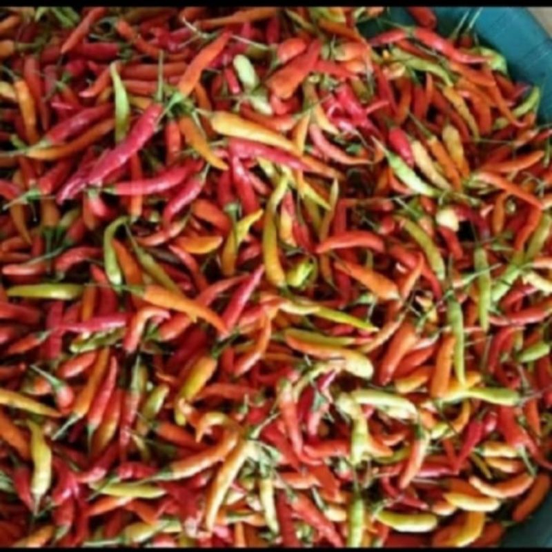 

Cabai Rawit Merah Segar 1 Kg