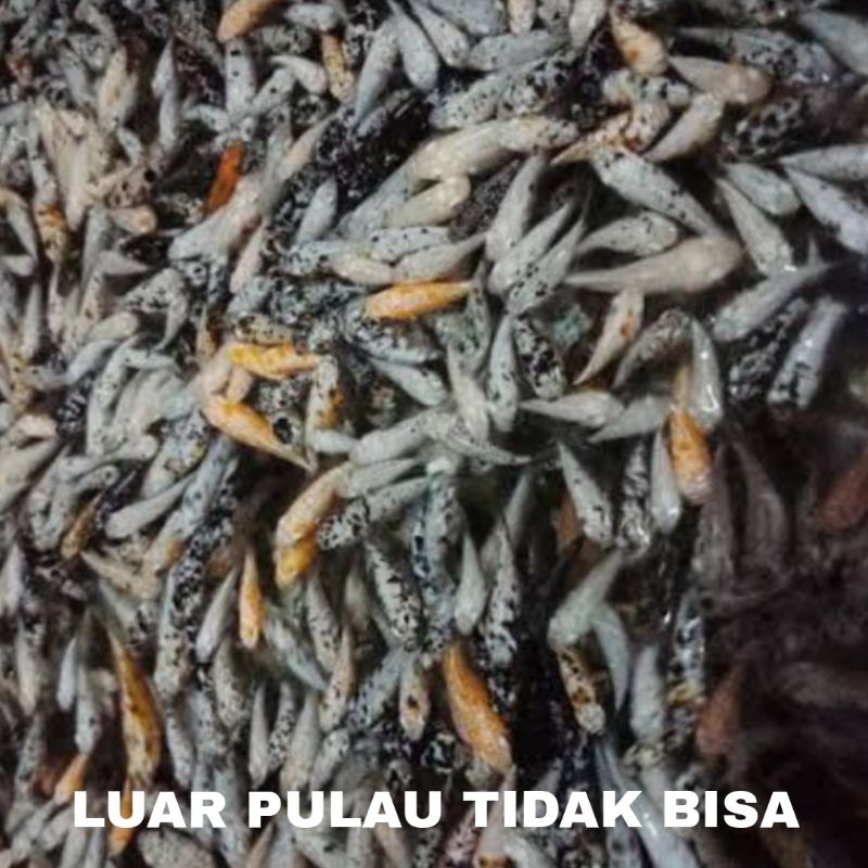 HIASAN AQUASCAPE MOLLY PAKET MOLLY PAKAN PREDATOR 100 EKOR