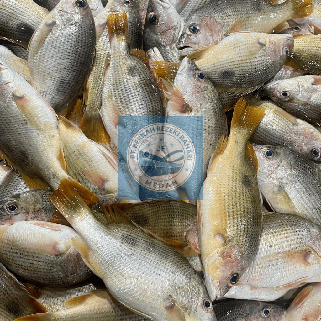

Ikan Jenahar Segar per kg