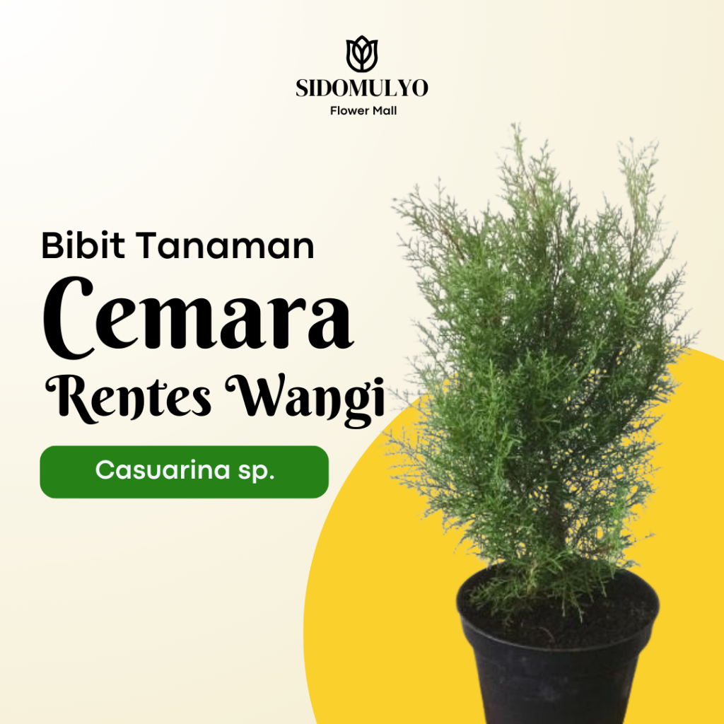 Bibit Cemara Rentes Wangi - Tanaman Hias Cemara Wangi Tinggi Bibit 70-100 cm