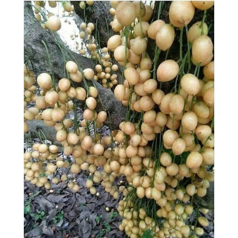 terlaris buah bencoy segar asam 500 gram