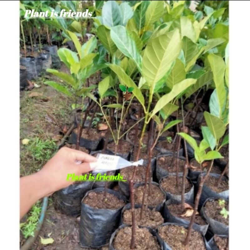 BIBIT NANGKA MADU OKULASI