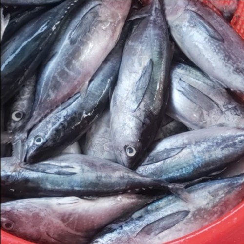 

IKAN TONGKOL SEGAR 500 GRAM