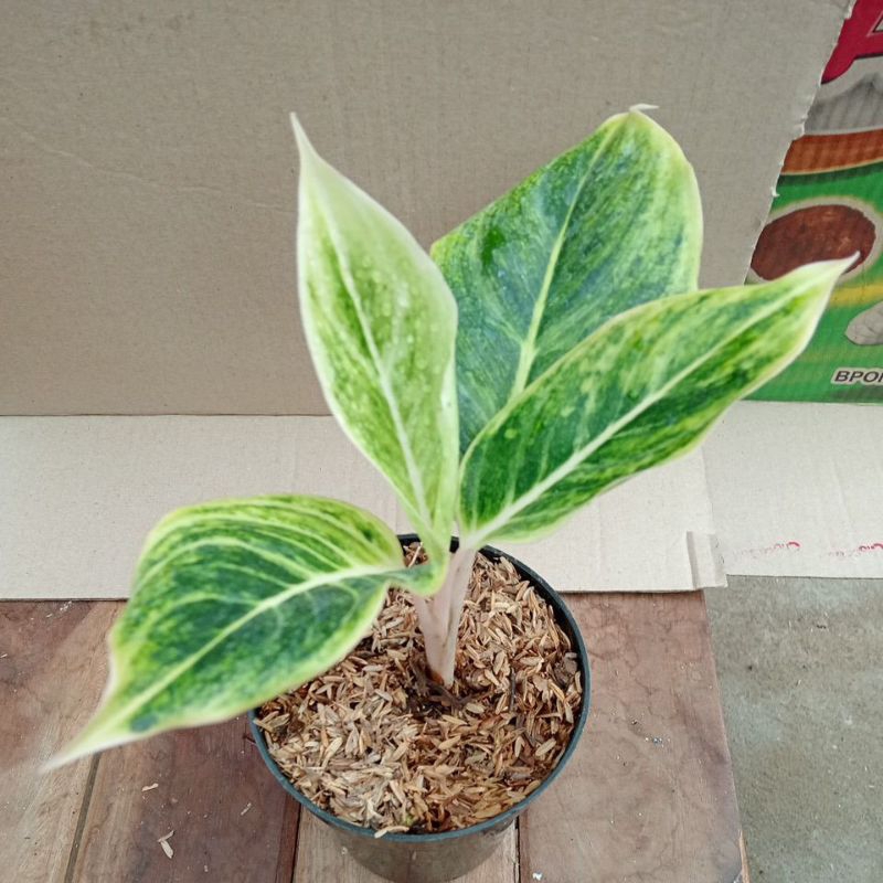 Aglonema Lipstik putih