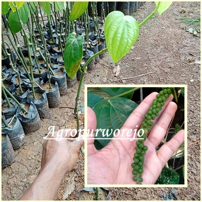 Sambung - Bibit Tanaman Lada India - Kualitas Unggulan - tahan Hama