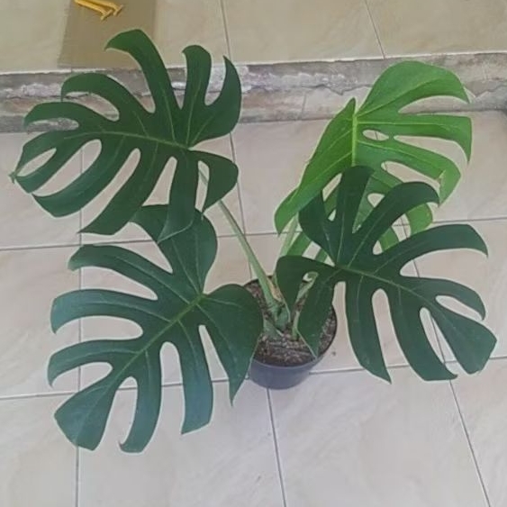 Tanaman monstera Brazilian
