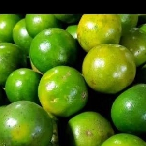 

jeruk peras fresh dan segar