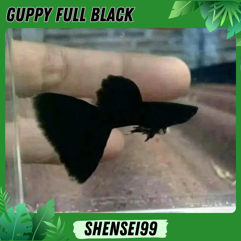 

PAKET 50RB 5 EK / 2 PSG +1 - GUPPY BLACK MOSCOW PREMIUM - STICKER BUKU TULIS ANAK SEKOLAH