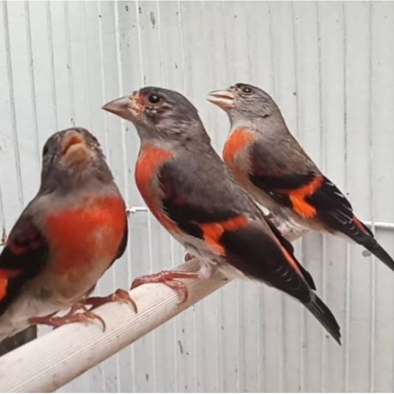 Red siskin betina siap ternak