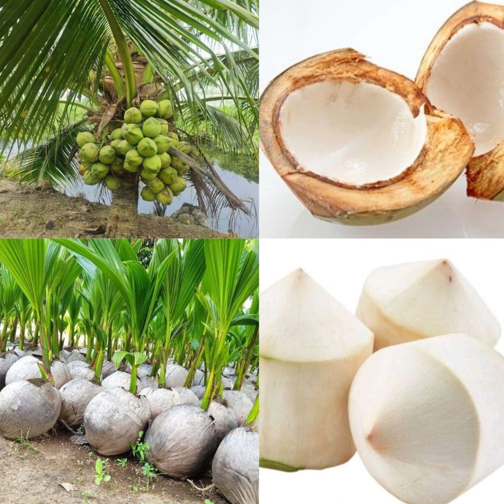 Bibit Kelapa Ijo, Bibit Kelapa Ijo Pendek, Bibit Kelapa Asli