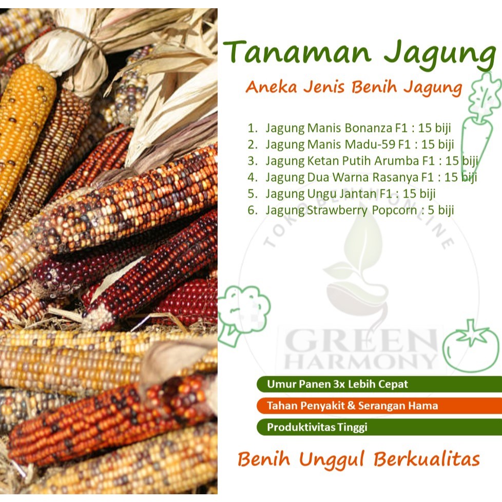 Aneka Benih JAGUNG Berbagai Jenis, JAGUNG MANIS, JAGUNG KETAN, JAGUNG UNGU DLL.