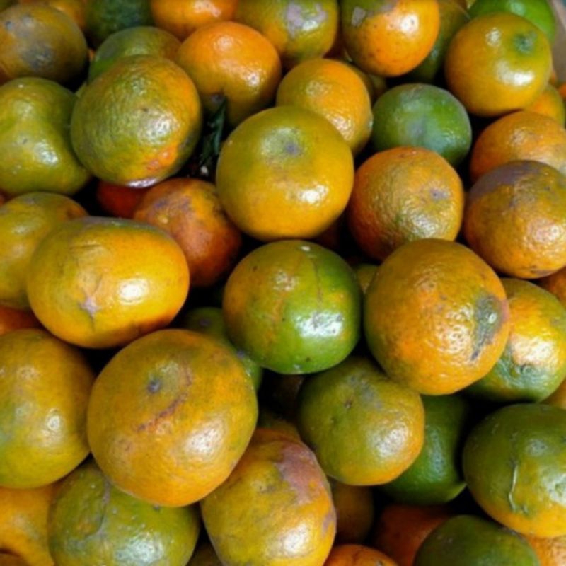 

Jeruk Manis 1 kg