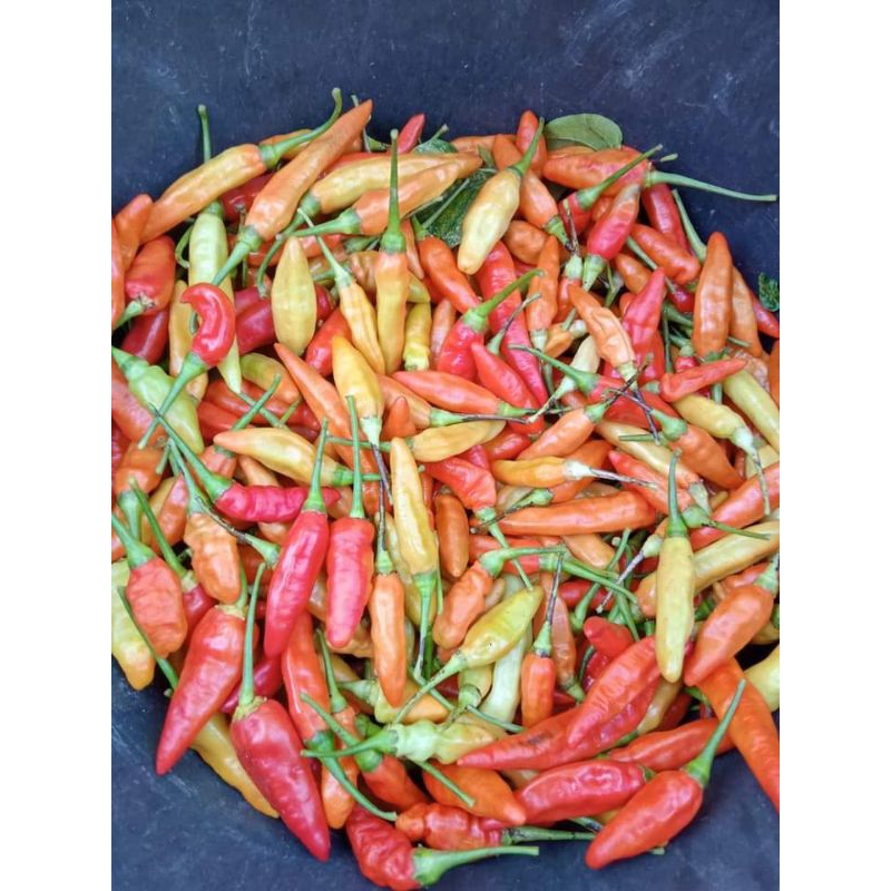 

cabe rawit pedas 500 gram