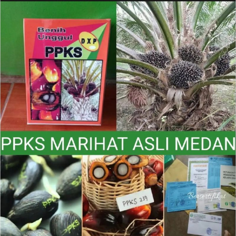 Benih Sawit PPKS DXP MEDAN ORIGINAL SERTIFIKAT LENGKAP